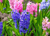 Gallery download (5)