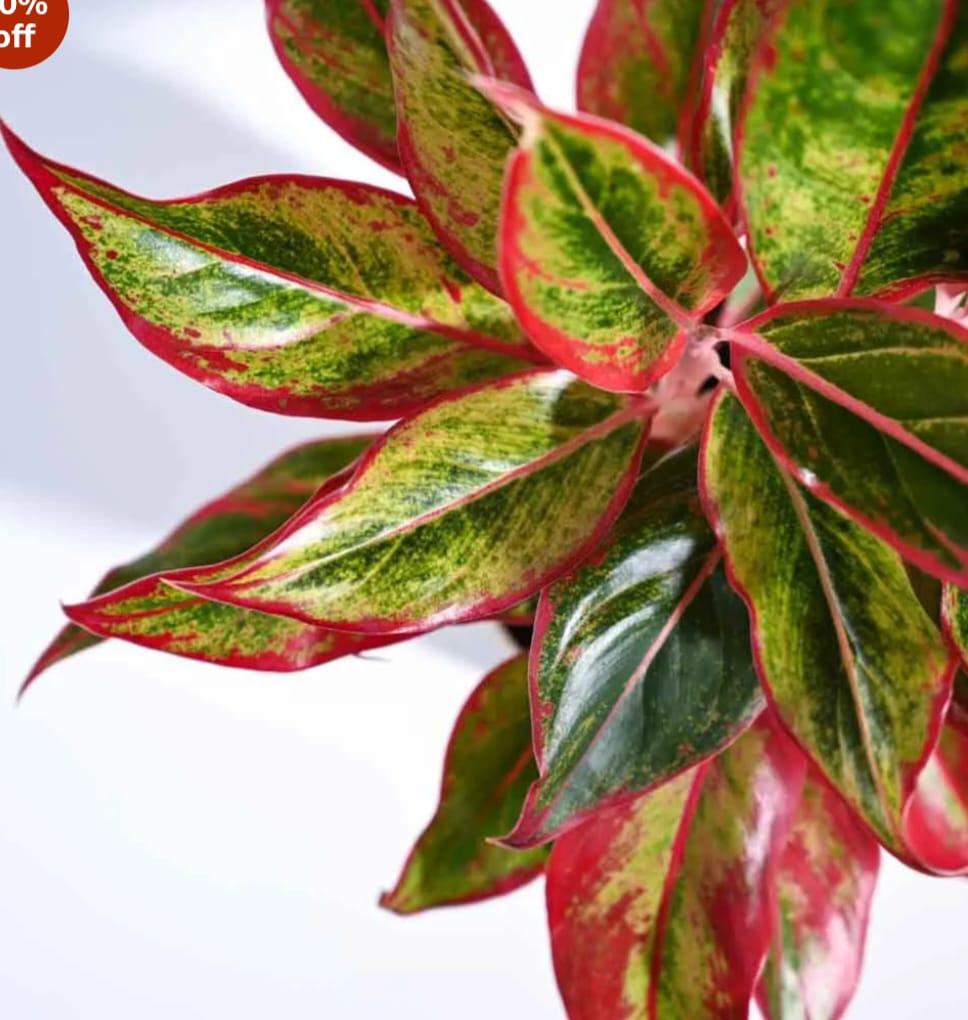 ugaoo aglaonema lipstick plant with gro pot | indoor plant for home decor | live indoor plant for living room, home garden & office