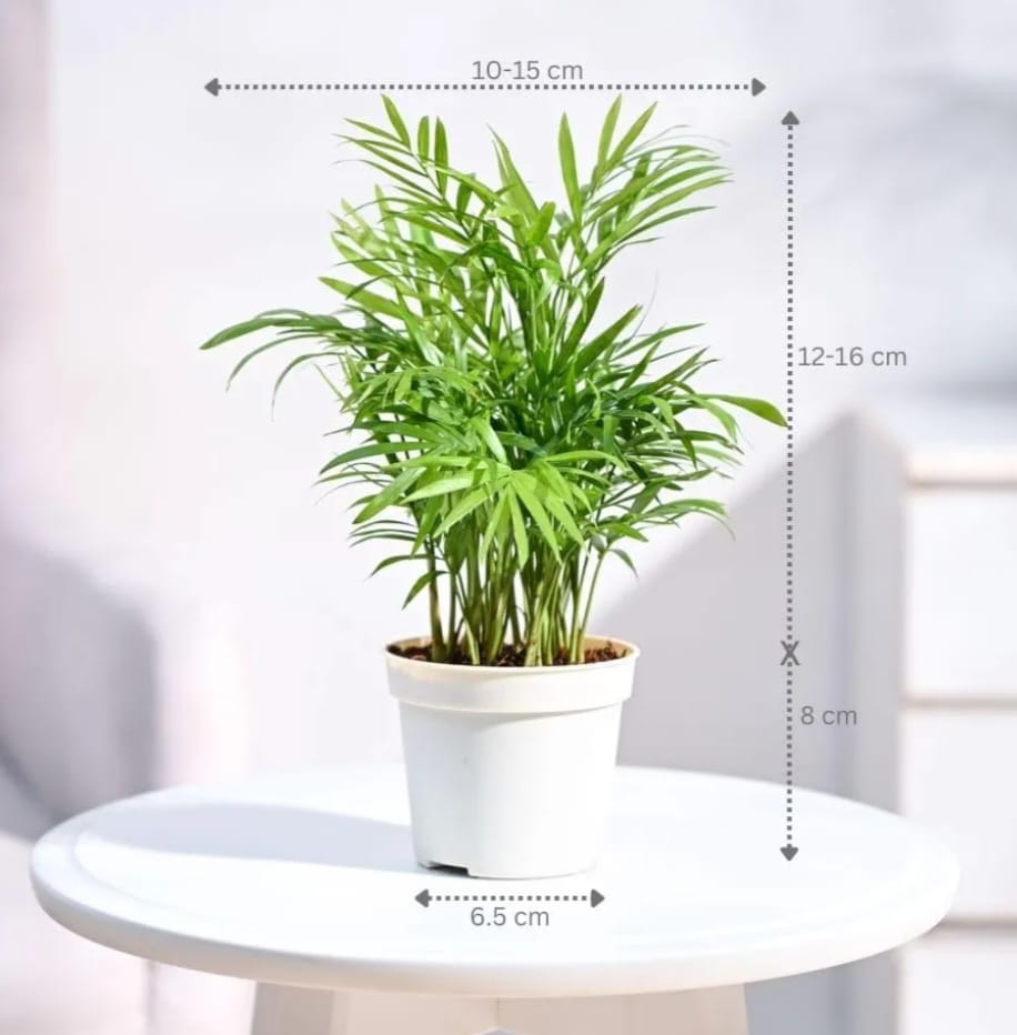 ugaoo air purifying bamboo palm live plant with atlantis self watering pot (midnight blue, small)