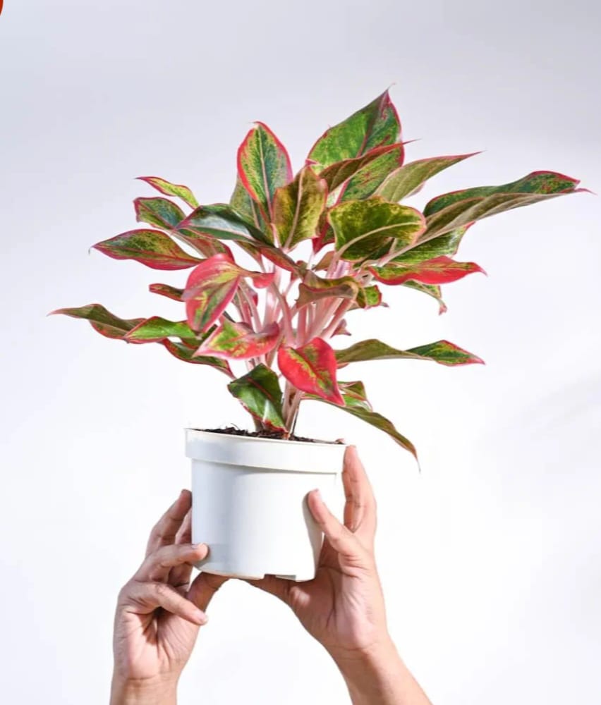 ugaoo aglaonema lipstick plant with gro pot | indoor plant for home decor | live indoor plant for living room, home garden & office