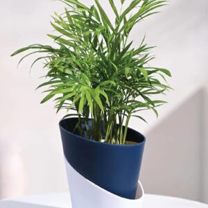 ugaoo air purifying bamboo palm live plant with atlantis self watering pot (midnight blue, small)