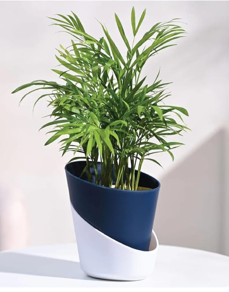 lucky plants for home ugaoo air purifying bamboo palm live plant with atlantis self watering pot (midnight blue, small)