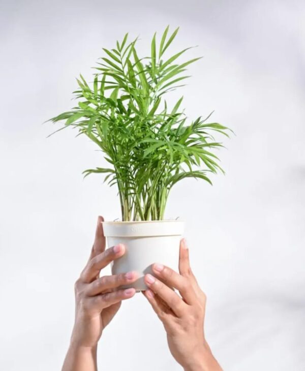 ugaoo air purifying bamboo palm live plant with atlantis self watering pot (midnight blue, small)