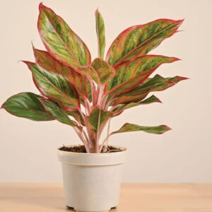 ugaoo aglaonema lipstick plant with gro pot | indoor plant for home decor | live indoor plant for living room, home garden & office