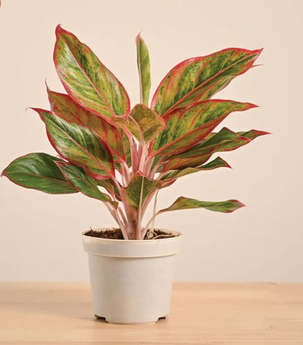 ugaoo aglaonema lipstick plant with gro pot | indoor plant for home decor | live indoor plant for living room, home garden & office