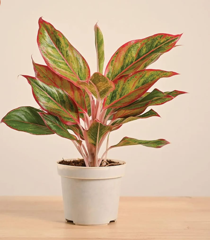 ugaoo aglaonema lipstick plant with gro pot | indoor plant for home decor | live indoor plant for living room, home garden & office