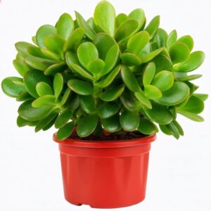 crassula ovata live jade plant with pot | good luck & vastu money plant for home & office | low maintenance indoor succulent for desk, balcony & gifting | fresh healthy plant