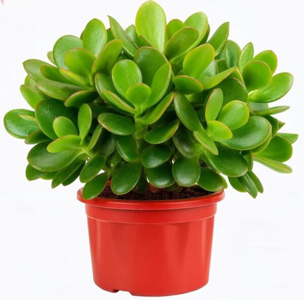 crassula ovata live jade plant with pot | good luck & vastu money plant for home & office | low maintenance indoor succulent for desk, balcony & gifting | fresh healthy plant
