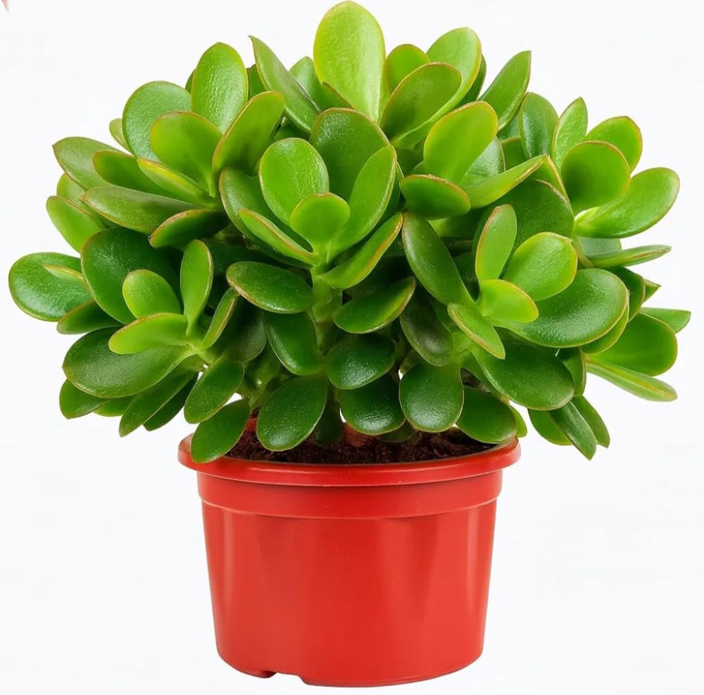 lucky plants for home crassula ovata live jade plant with pot | good luck & vastu money plant for home & office | low maintenance indoor succulent for desk, balcony & gifting | fresh healthy plant