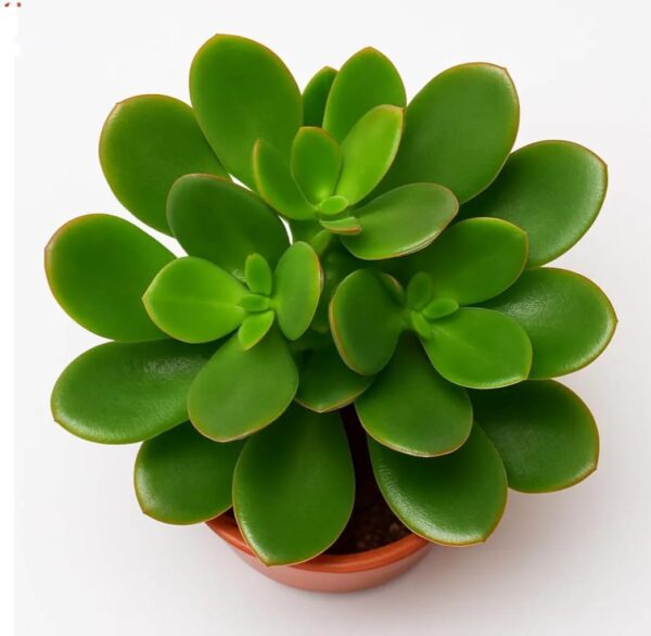 crassula ovata live jade plant with pot | good luck & vastu money plant for home & office | low maintenance indoor succulent for desk, balcony & gifting | fresh healthy plant