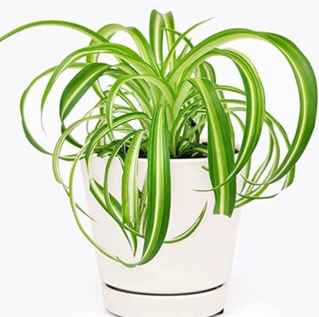 Indoor plants that produce oxygen whatsapp image 2026 01 07 at 2.42.20 pm