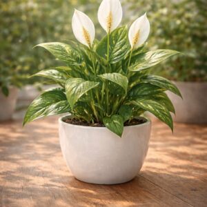 e8d230e8 b597 4e2c a31a 5c0d0adf0737 md (1)