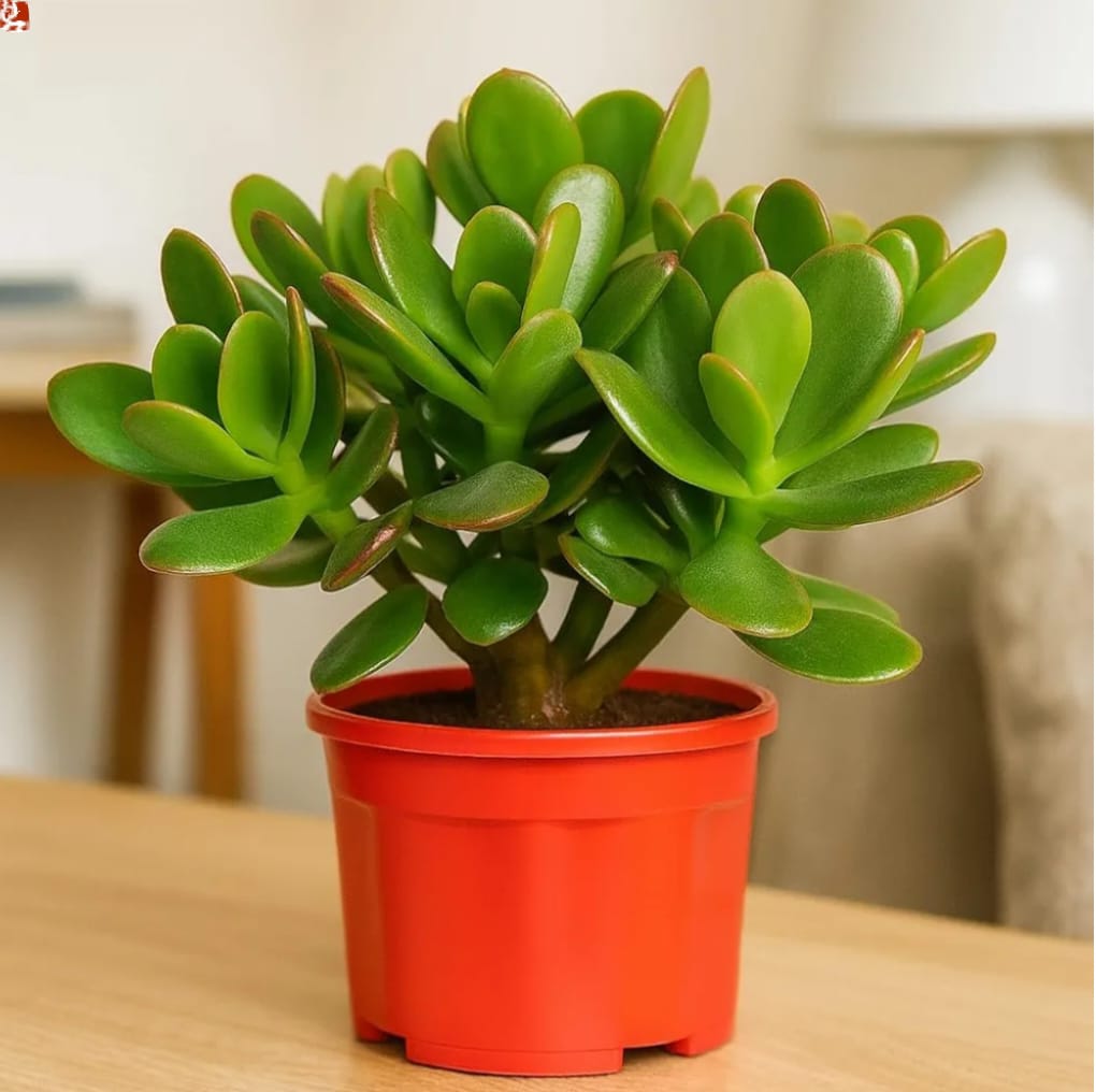 crassula ovata live jade plant with pot | good luck & vastu money plant for home & office | low maintenance indoor succulent for desk, balcony & gifting | fresh healthy plant