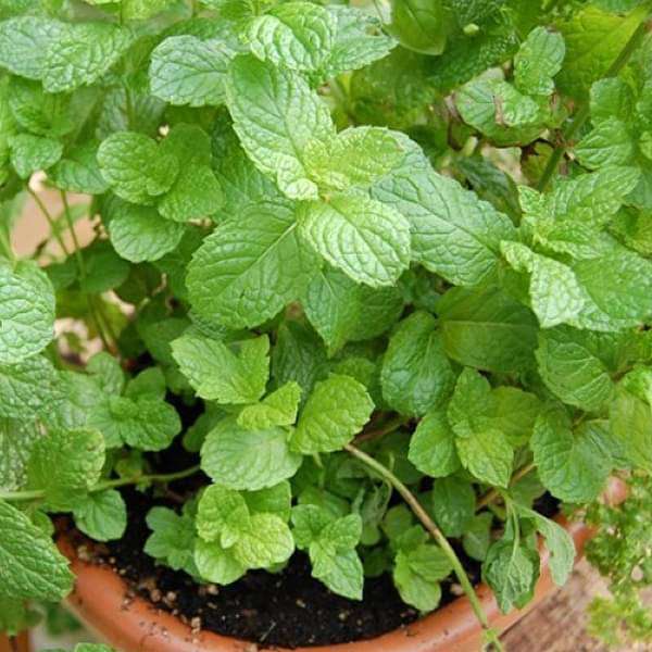 nurserylive plants common mint plant pudina plant 16968793620620 600x600